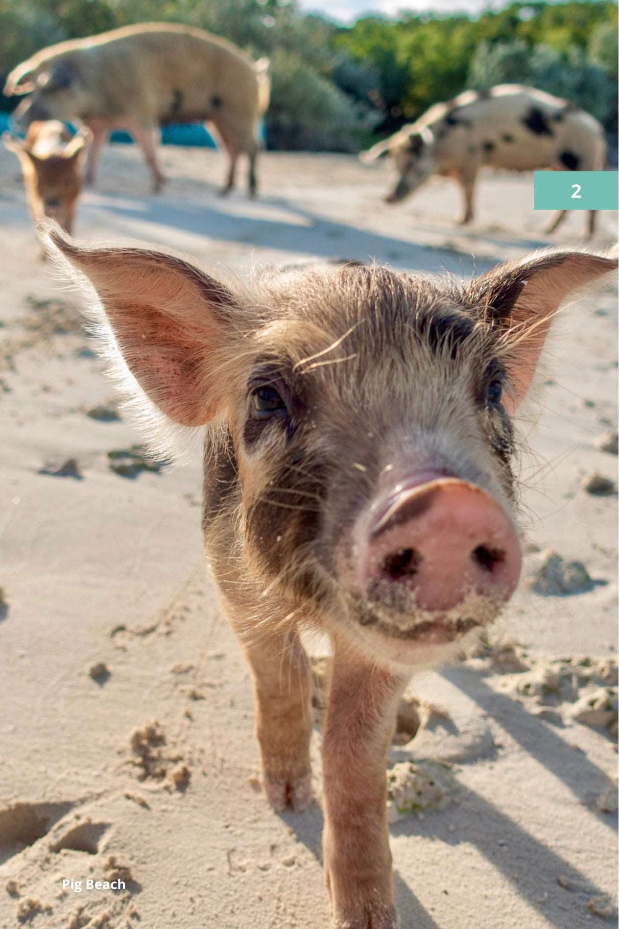 Nassau Bahamas Trip Planner: Pink Sands, Pigs & Island Vibes